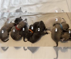 American Bully Puppy for sale in Hagersville, Ontario, Canada
