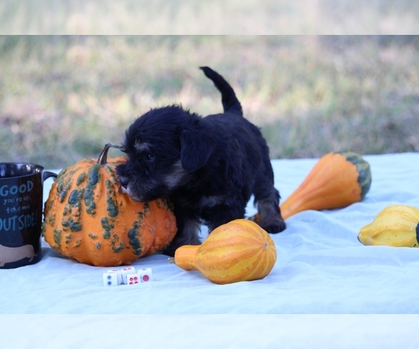 Medium Photo #1 Miniature Schnauzzie-Yorkshire Terrier Mix Puppy For Sale in PATASKALA, OH, USA