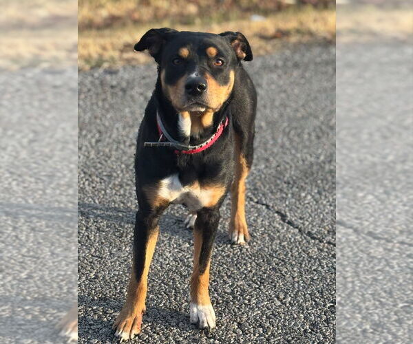 Medium Photo #4 Australian Shepherd-Unknown Mix Puppy For Sale in Bolivar, MO, USA