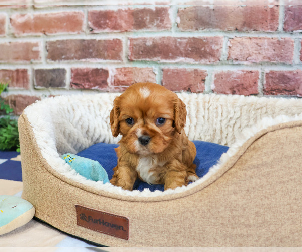 Medium Photo #4 Cavalier King Charles Spaniel Puppy For Sale in SYRACUSE, IN, USA
