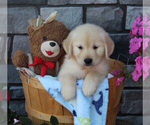 Golden Retriever Puppy for sale in FREDERICKSBURG, OH, USA
