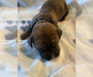 Boxer Puppy for Sale in TOCCOA, Georgia USA