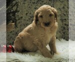 Small Photo #6 Goldendoodle-Poodle (Miniature) Mix Puppy For Sale in KINZERS, PA, USA