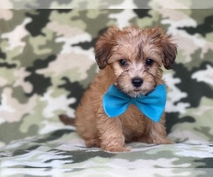 Poodle (Miniature)-Shorkie Tzu Mix Puppy for sale in LAKELAND, FL, USA