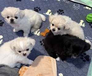 Pominese Puppy for sale in DORCHESTER, SC, USA