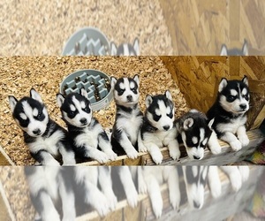 Siberian Husky Litter for sale in BERNHARDS BAY, NY, USA