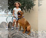 Sage - Female Boxer-Unknown Mix Dog for Adoption - Small photo