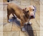 Small #18 American Pit Bull Terrier-American Staffordshire Terrier Mix