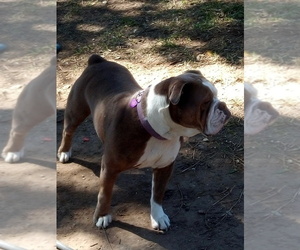 Mother of the Olde English Bulldogge puppies born on 03/22/2022
