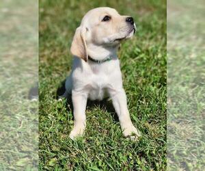 Labrador Retriever Puppy for sale in APPOMATTOX, VA, USA