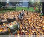Small Photo #1 Australian Cattle Dog Puppy For Sale in PUYALLUP, WA, USA