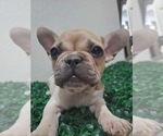 Small Photo #7 French Bulldog Puppy For Sale in NORTH LAS VEGAS, NV, USA