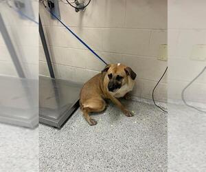 American Pit Bull Terrier-Unknown Mix Dogs for adoption in Conroe, TX, USA