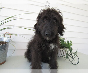 Bernedoodle Puppy for sale in SOUTH BEND, IN, USA
