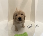 Small Photo #11 Golden Retriever Puppy For Sale in CORONA, CA, USA
