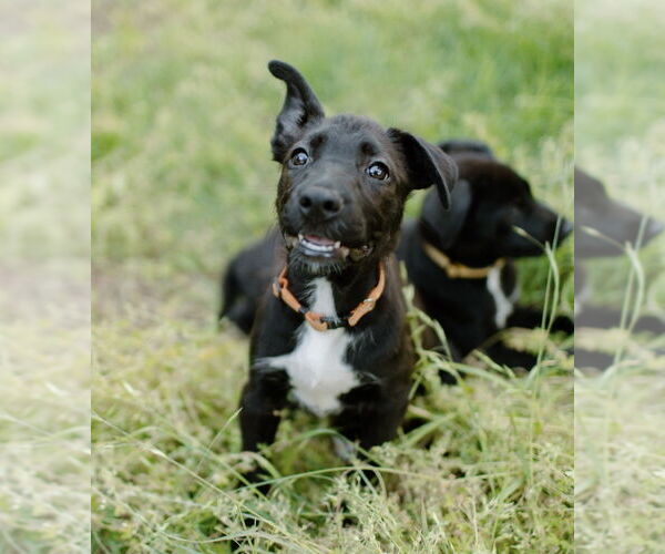 Medium Photo #14 Labrador Retriever-Unknown Mix Puppy For Sale in OKLAHOMA CITY, OK, USA
