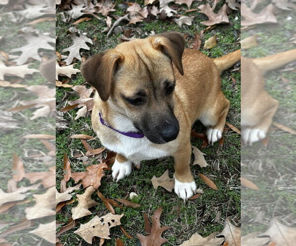 Medium Photo #2 Mutt Puppy For Sale in Boston, MA, USA