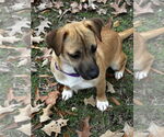 Small #1 Mutt