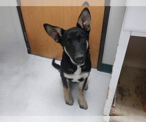 German Shepherd Dog-Unknown Mix Dogs for adoption in Oroville, CA, USA