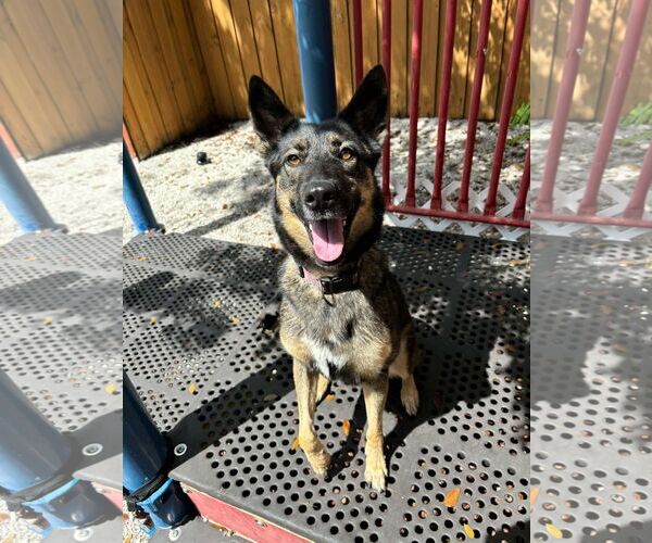 Medium Photo #5 German Shepherd Dog Puppy For Sale in Plantation, FL, USA