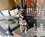 Small #4 German Shepherd Dog