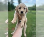 Puppy Dark Pink Golden Retriever