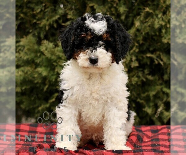 Medium Photo #3 Bernedoodle (Miniature) Puppy For Sale in LEOLA, PA, USA