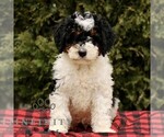 Small #2 Bernedoodle (Miniature)