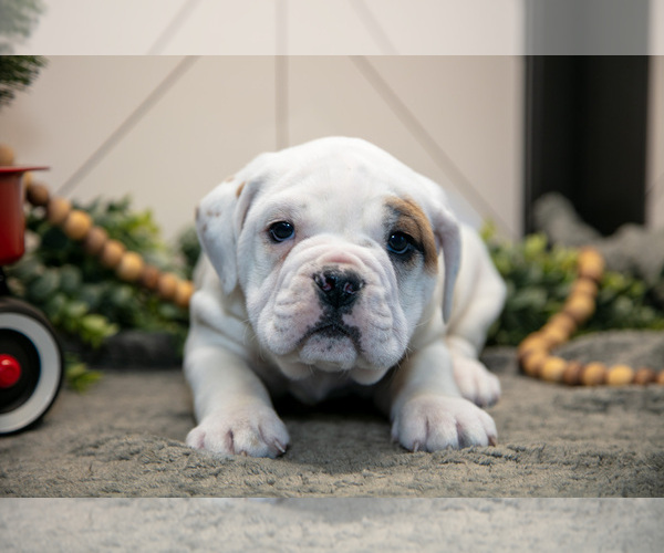 Medium Photo #1 Beabull Puppy For Sale in FRESNO, OH, USA