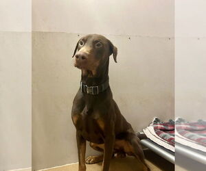 Doberman Pinscher Dogs for adoption in Martinez, CA, USA