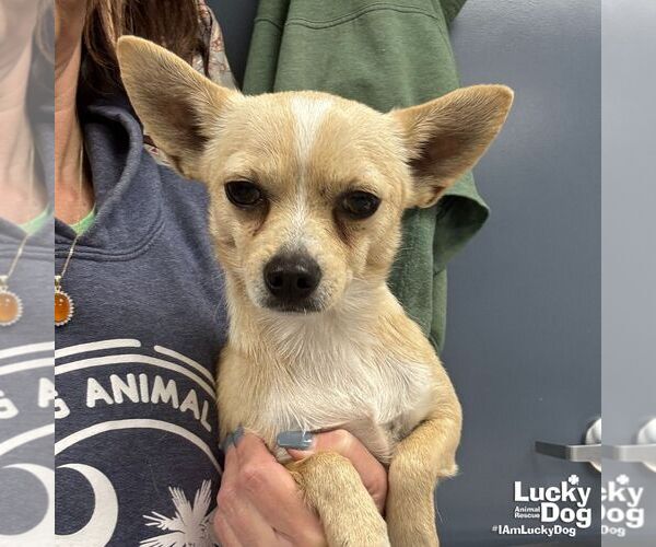 Medium Photo #1 Chihuahua-Unknown Mix Puppy For Sale in Washington, DC, USA