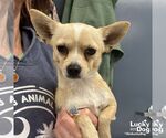 Small Chihuahua Mix
