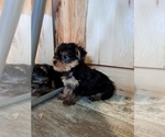 Small Photo #3 Yorkshire Terrier Puppy For Sale in BREMEN, IN, USA