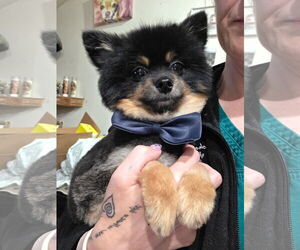 Pomeranian Dogs for adoption in Chester, NJ, USA