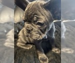Small #10 French Bulldog