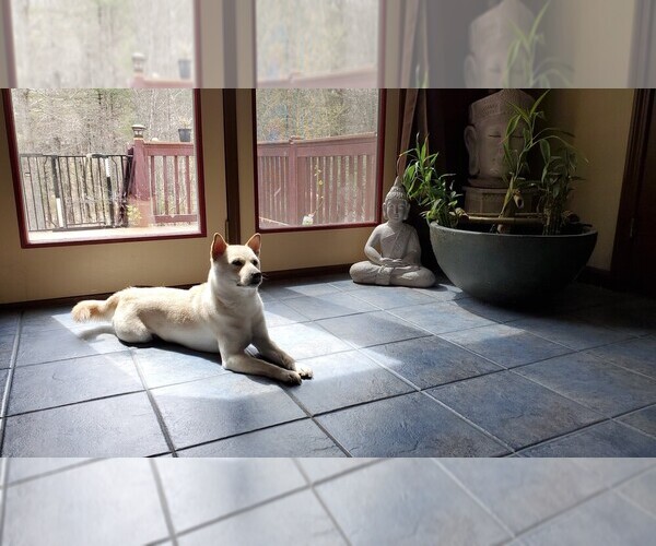 Medium Photo #14 Shiba Inu Puppy For Sale in SOMERSWORTH, NH, USA