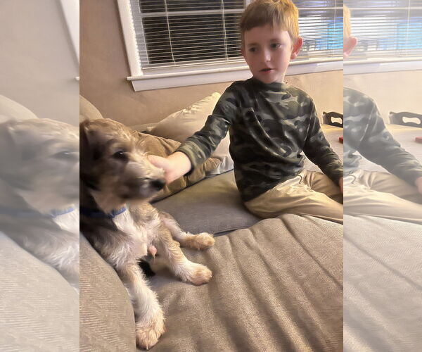 Medium Photo #11 Jack Russell Terrier-Unknown Mix Puppy For Sale in Virginia Beach, VA, USA