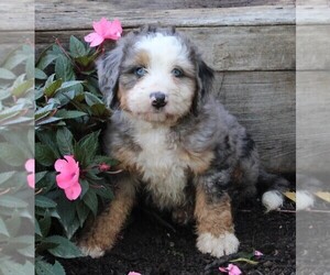 Medium Miniature Bernedoodle