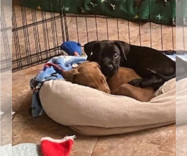 Medium Photo #3 American Staffordshire Terrier-Labrador Retriever Mix Puppy For Sale in Lakewood, CO, USA