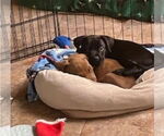 Small #2 American Staffordshire Terrier-Labrador Retriever Mix