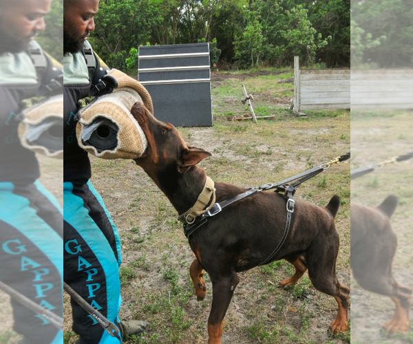 Medium Photo #25 Doberman Pinscher Puppy For Sale in FORT LAUDERDALE, FL, USA