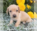 Image preview for Ad Listing. Nickname: Graham