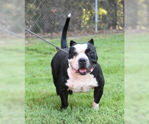 American Staffordshire Terrier-Unknown Mix Dogs for adoption in Glen Allen, VA, USA