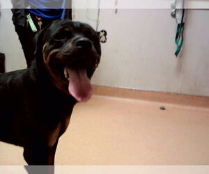 Rottweiler Dogs for adoption in Martinez, CA, USA