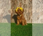 Small #4 Goldendoodle (Miniature)