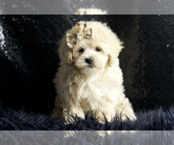 Medium Photo #3 Maltipoo Puppy For Sale in WARSAW, IN, USA