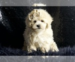 Small #2 Maltipoo