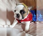 Small Photo #7 French Bulldog Puppy For Sale in W LINN, OR, USA