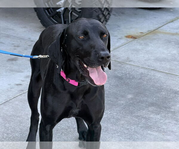 Medium Photo #2 Labrador Retriever Puppy For Sale in Clovis, CA, USA
