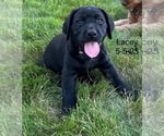 Small Photo #7 Labrador Retriever Puppy For Sale in FREDERICKSBG, OH, USA